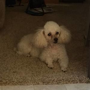 Meet your Posher, Sam